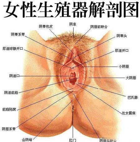 女性生理构造结构图