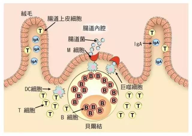 碳水化合物的热效应