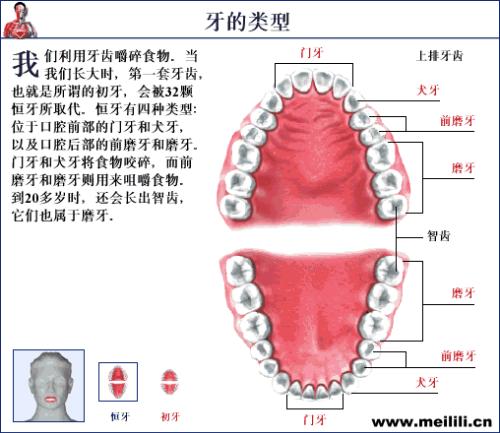 没有牙的动物有哪些图片