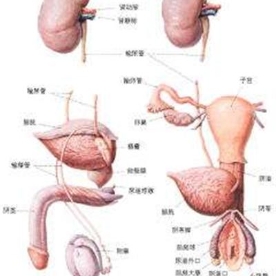 男科医院怎么治疗早些泄能治好吗检查阴囊检查什么?,男科医院治疗早泄与阴囊检查，平衡策略的实施与治疗效果分析,真实解答解释定义_GM版36.41.37