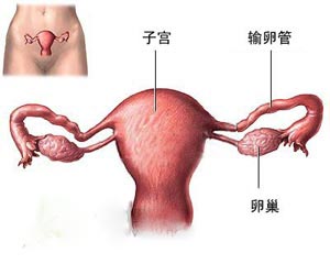 女性生理结构模型的特征,关于女性生理结构模型的特征及整体规划执行讲解与凹版印刷探讨,实践计划推进_桌面款141.32.27