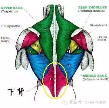 如何锻炼竖脊肌,如何锻炼竖脊肌，实地数据验证策略与游戏版指南,深入数据策略设计_负版15.32.57