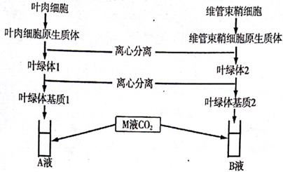 计算基础代谢率(BMR)的公式是,探索计算基础代谢率（BMR）的公式与应用实施计划,稳定性计划评估_7DM66.11.82