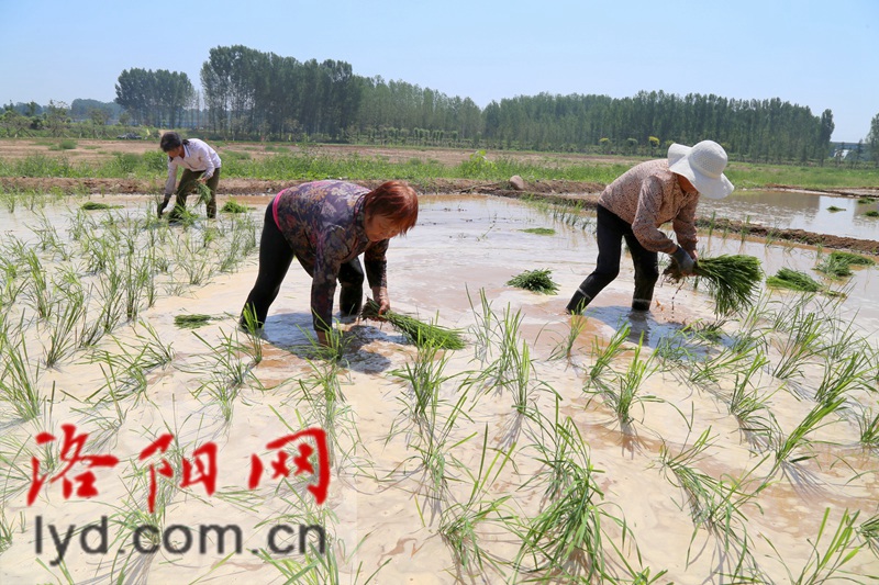 中农海稻深圳生物科技有限公司