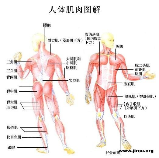 加强腰部肌肉训练方法