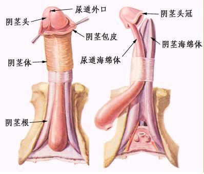 男性生殖健康医院排名前十