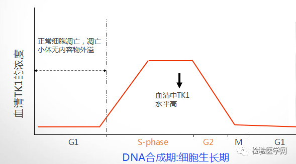 胸苷激酶TK1检测结果