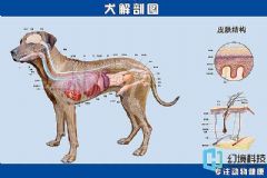 仿真狗皮