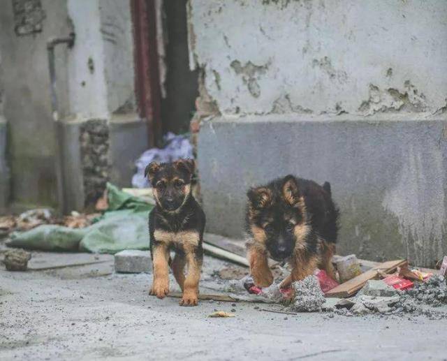 西安男童遭恶犬袭击