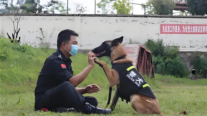 云南一警犬连续4周被基地“通报”