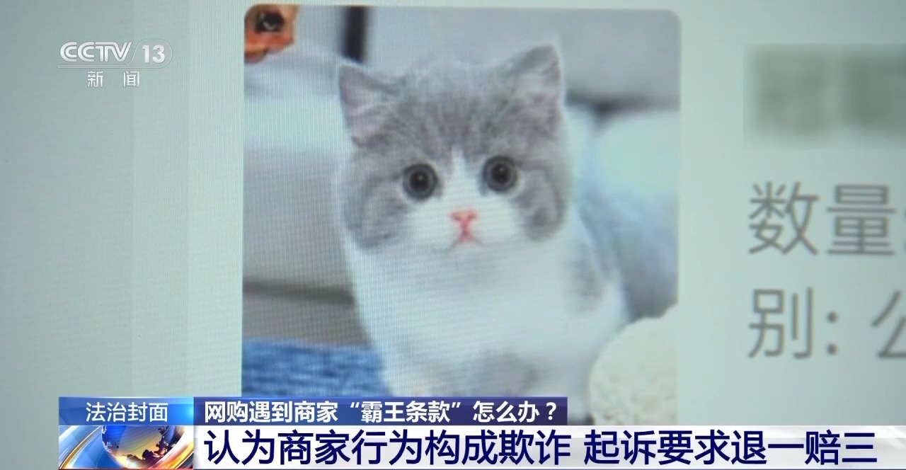 宠物猫滞留中转站