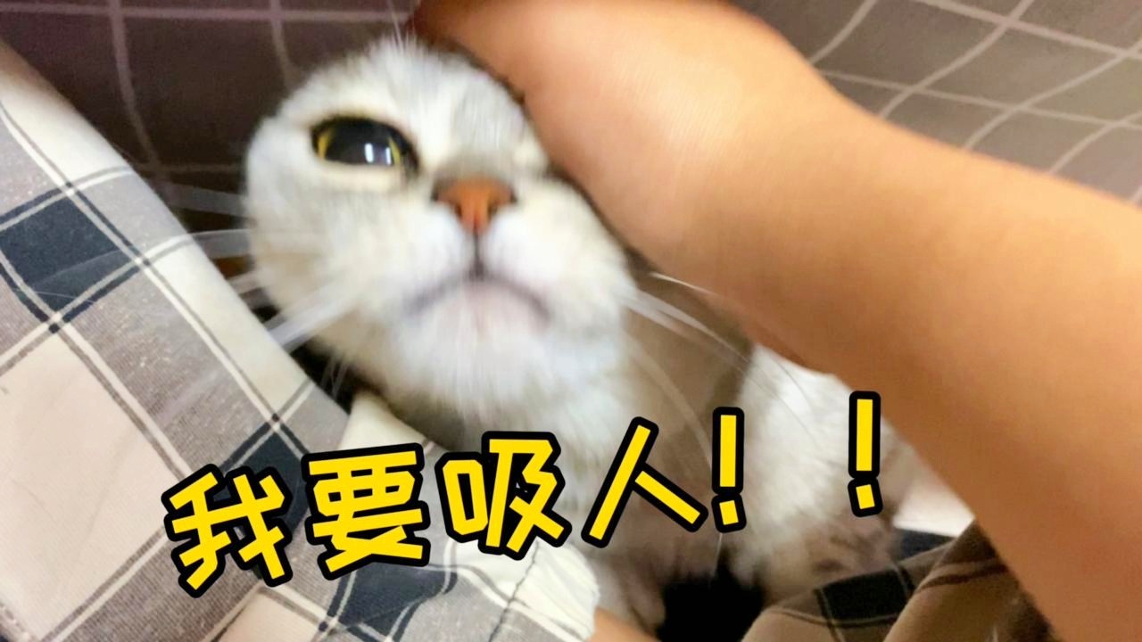 猫：大半夜人瘾犯了