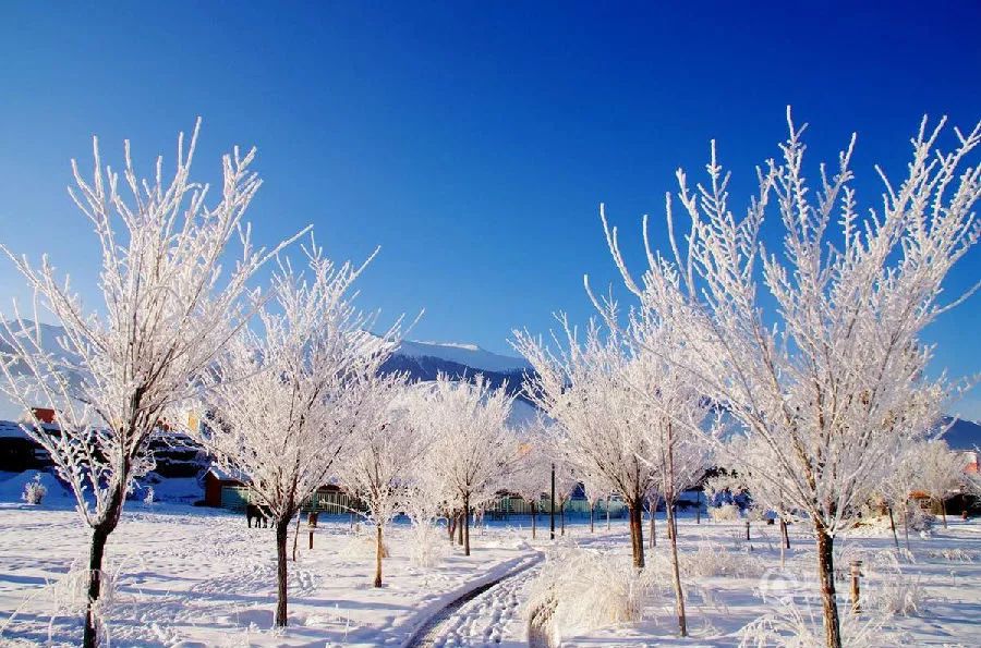 新疆雪后现大地之树