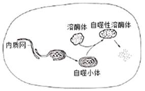 甲流乙流肺炎支原体的区别