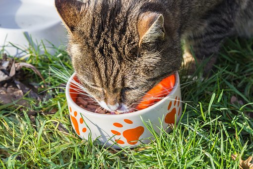 猫咪想吃饺子用爪子比划